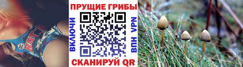 купить наркотики цена  Шацк  Галлюциногенные грибы Magic Shrooms 